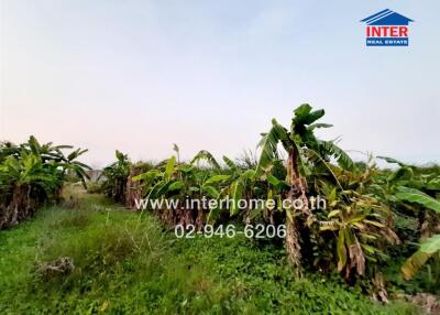 Lush green landscape with banana trees