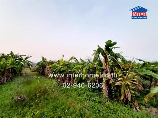 Lush green landscape with banana trees