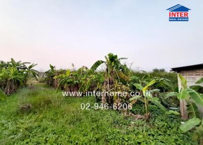 Tropical banana plantation near rustic building