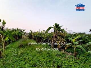 Lush green outdoor area with banana trees and open field