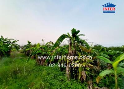 Lush greenery in tropical landscape with banana trees