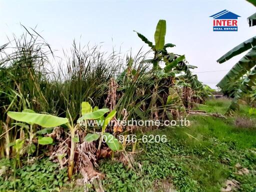 Lush green outdoor area with dense vegetation