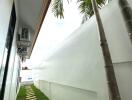 Narrow side yard with palm trees and stepping stones