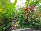 Lush tropical garden with a variety of plants and small pond