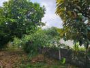 Lush green garden of a residential property with diverse plants and boundary wall