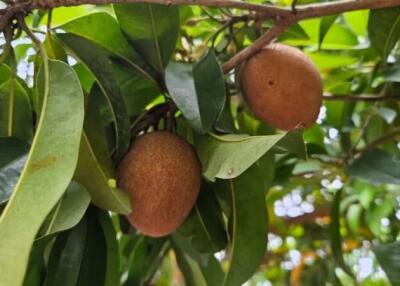 Close-up of sapodilla fruits hanging on a tree branch surrounded by green leaves