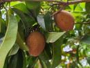 Close-up of sapodilla fruits hanging on a tree branch surrounded by green leaves