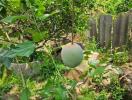 Garden with fresh vegetables and mature trees