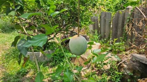 Garden with fresh vegetables and mature trees