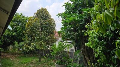 Lush green garden in residential property