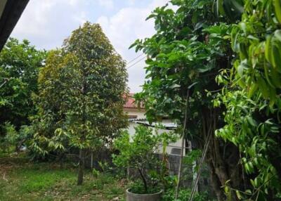 Lush green garden in residential property
