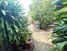Lush garden with tropical plants and walkway
