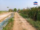 Rural road leading to property with surrounding greenery