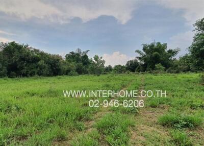 Spacious green land for sale with lush trees at the background under a clear sky
