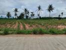 Rural empty land with palm trees and clear sky