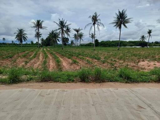 Rural empty land with palm trees and clear sky