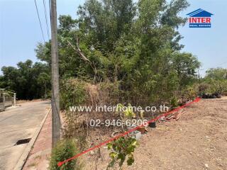 Vacant land with overgrown vegetation and partially paved road