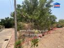 Vacant land with overgrown vegetation and partially paved road