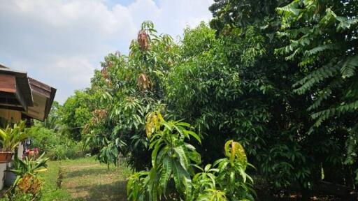 Lush garden with a variety of trees and plants next to a residential building