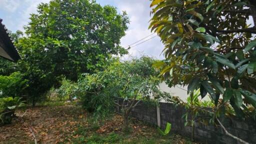 Lush green garden with a variety of trees and a clear pathway