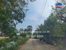 Rural road with surrounding greenery and water canal