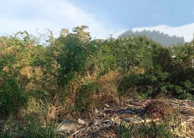 Untended land with overgrown vegetation and a clear blue sky