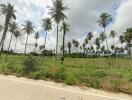 Tropical palm tree landscape near road