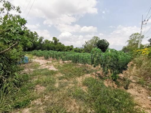 Spacious rural land with green plantation under a clear sky