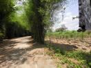 Serene outdoor landscape with a dirt path and bamboo trees