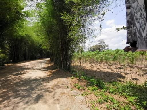 Serene outdoor landscape with a dirt path and bamboo trees