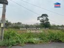 Empty land covered in wild vegetation with real estate agency sign