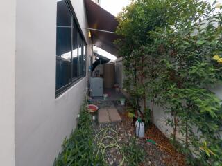 Narrow side yard with pathway and decorative plants next to a modern home