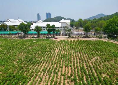 Aerial view of extensive vegetable farm near urban buildings
