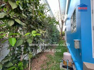 Side yard of a residential property with blue exterior walls and greenery along a pathway