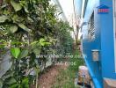 Side yard of a residential property with blue exterior walls and greenery along a pathway