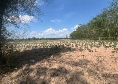 open field under blue sky