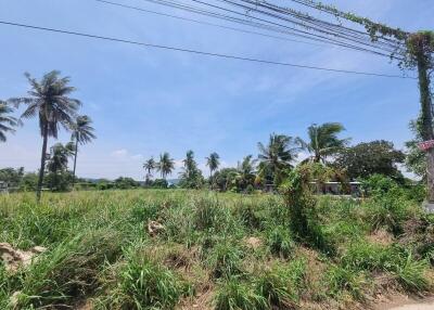 Open land with palm trees and rough vegetation