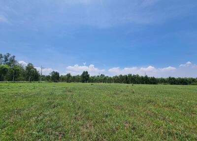 open green field with trees and blue sky