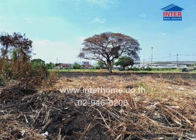 Vacant land with a tree and dry grass