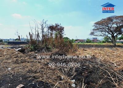 Open plot of land with trees and clear sky