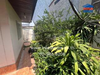 Photo of an outdoor garden with various plants and a building wall.