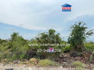 Vacant land with overgrown vegetation