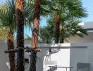 Outdoor seating area with palm trees