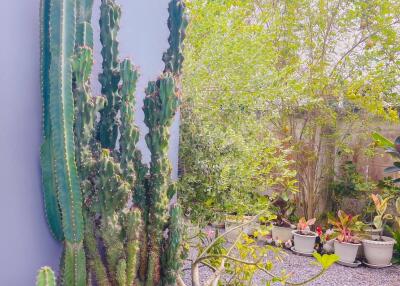 Outdoor garden area with various potted plants and cacti