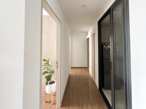 Bright hallway with wooden flooring and a potted plant