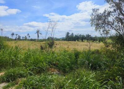 expansive view of a grassy field with palm trees