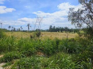 expansive view of a grassy field with palm trees