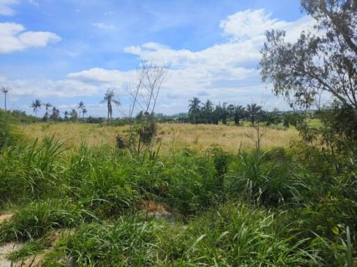 expansive view of a grassy field with palm trees