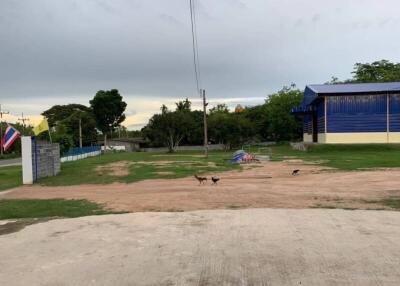 View of an open field with some chickens and a building in the background