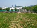 Aerial view of farmland with plants and surrounding buildings